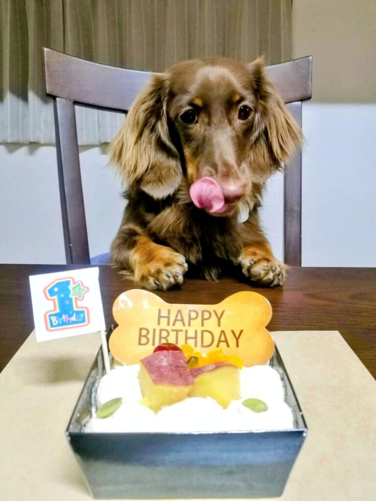 愛犬レオン、1歳のお誕生日