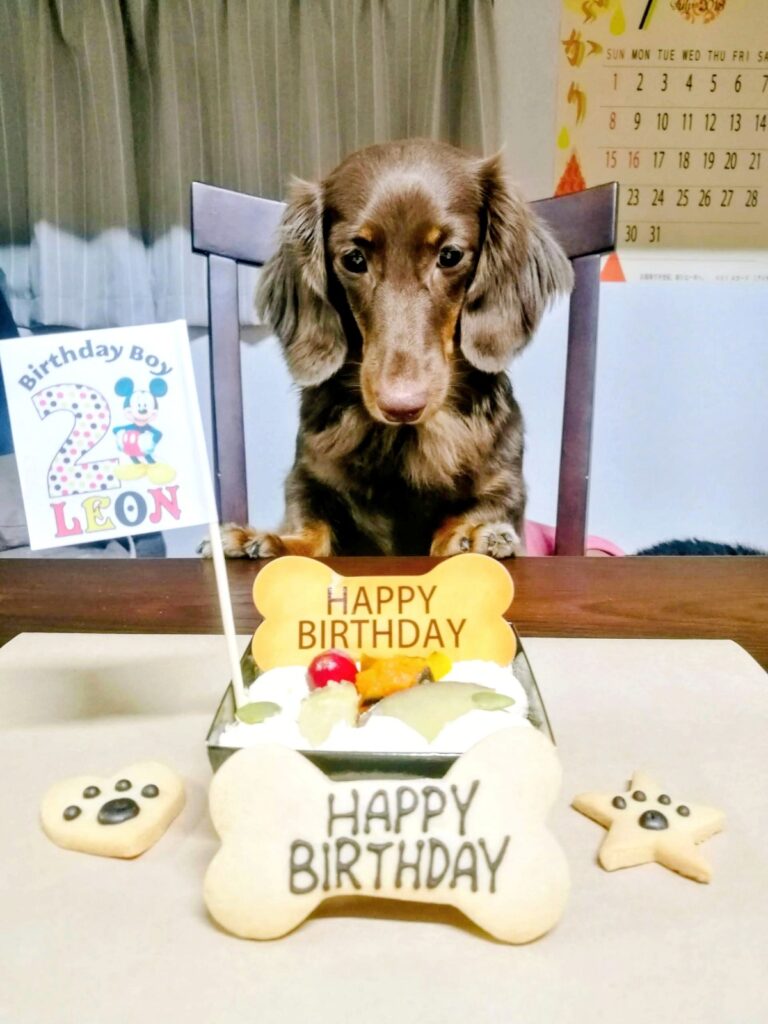 愛犬レオン、2歳のお誕生日