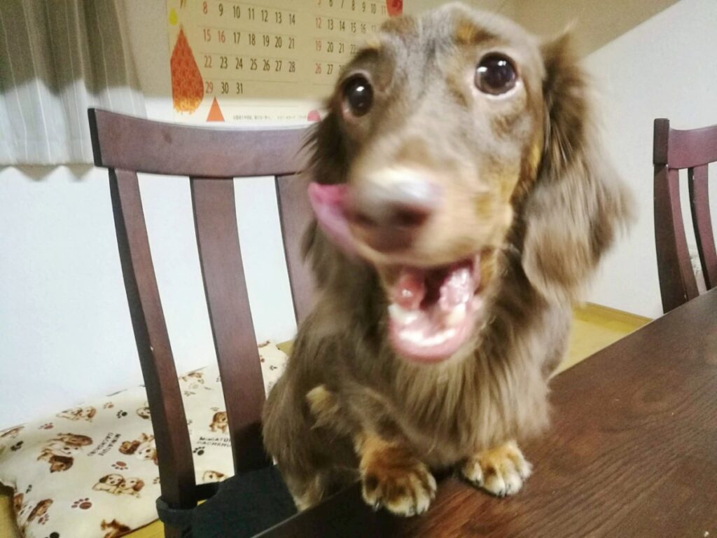 愛犬レオン、2歳のお誕生日ケーキ食べて「あー美味しかった♪」