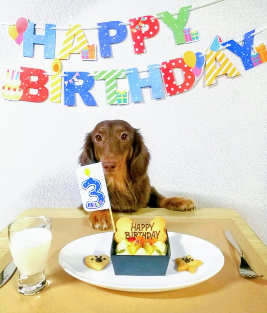 愛犬レオン、3歳のい誕生日