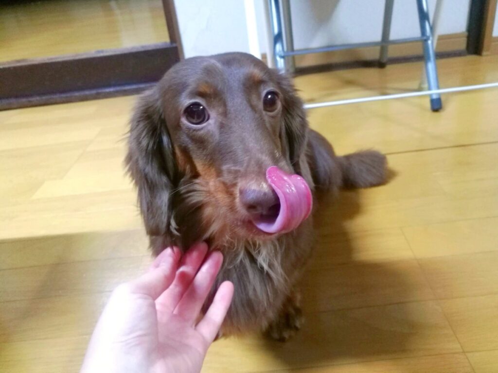 愛犬レオン、3歳のお誕生日ケーキ食べて「あー美味しかった♪」のペロリンチョ