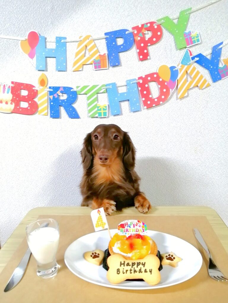 愛犬レオン、4歳のお誕生日