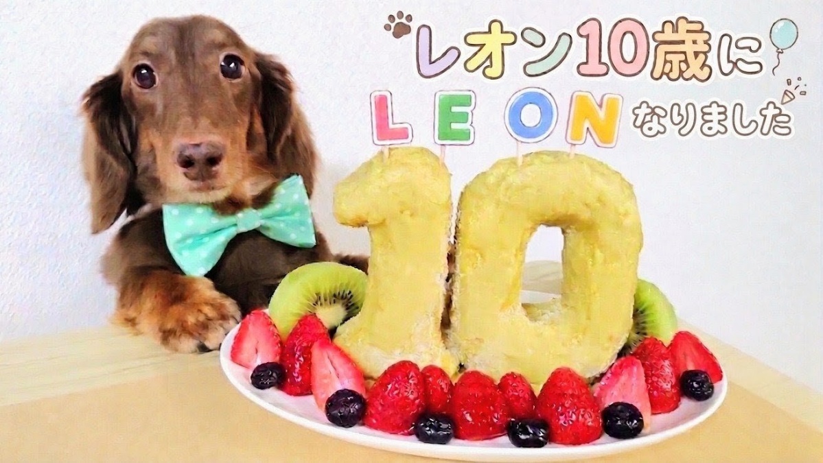 愛犬レオン、10歳のお誕生日