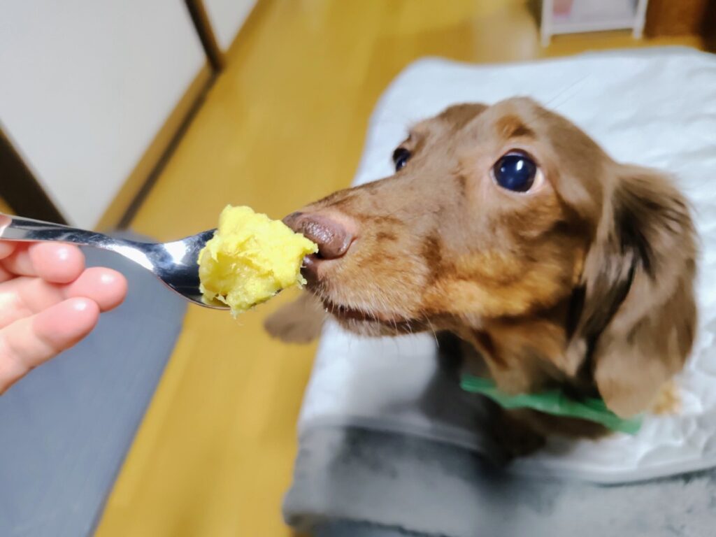 やっと食べれる紅はるかのお誕生日ケーキ「くんくん…」