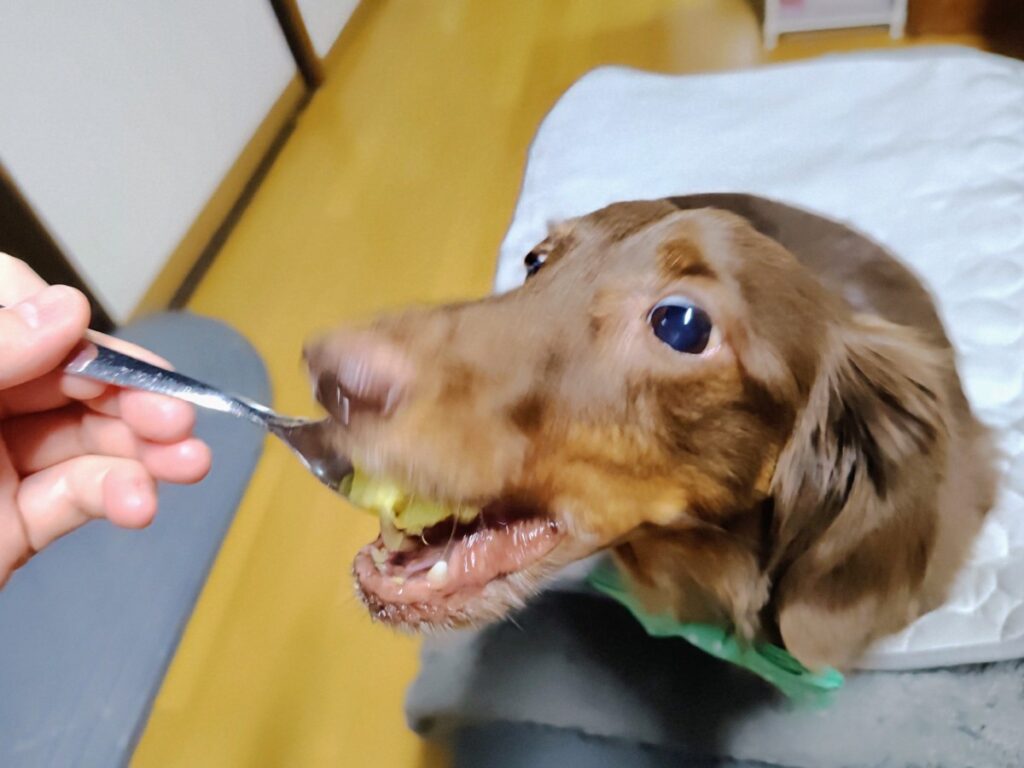 やっと食べれる紅はるかのお誕生日ケーキ「パクッ！」