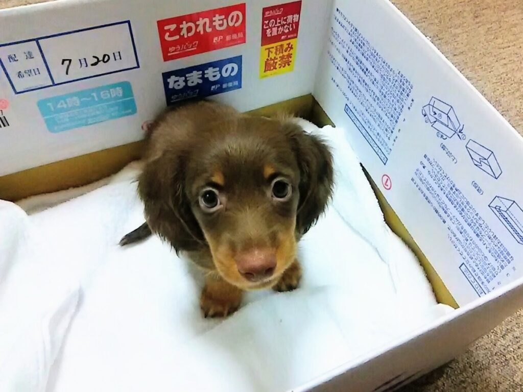 愛犬レオン、うちの子になった日。