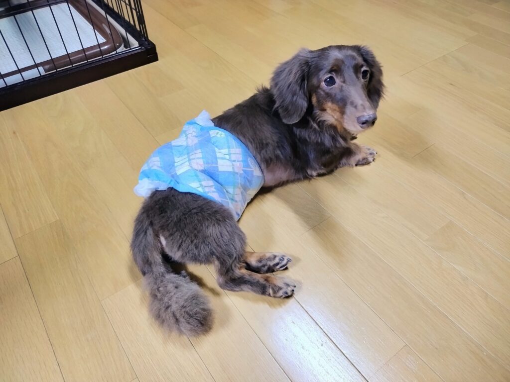 水中毒の治療から帰宅しておもらししてしまったのでオムツを履かされたチョコタンダックス・レオン