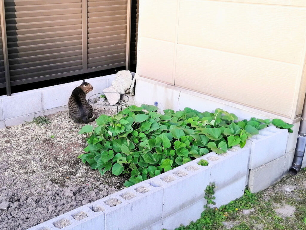 さつまいもの葉が育つ畑で過ごす地域猫