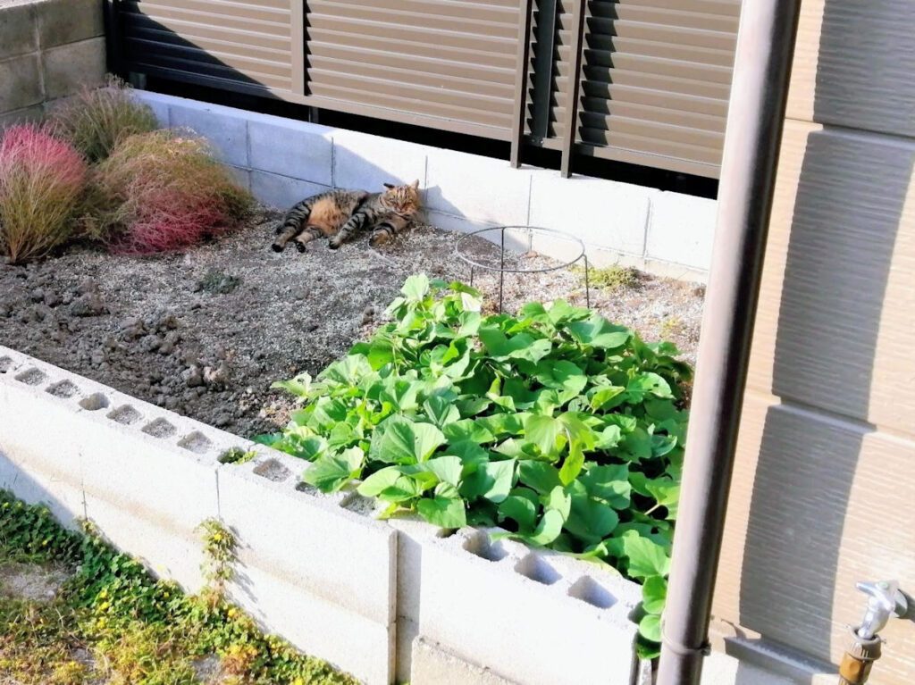 さつまいもの葉が育つ畑で過ごす地域猫