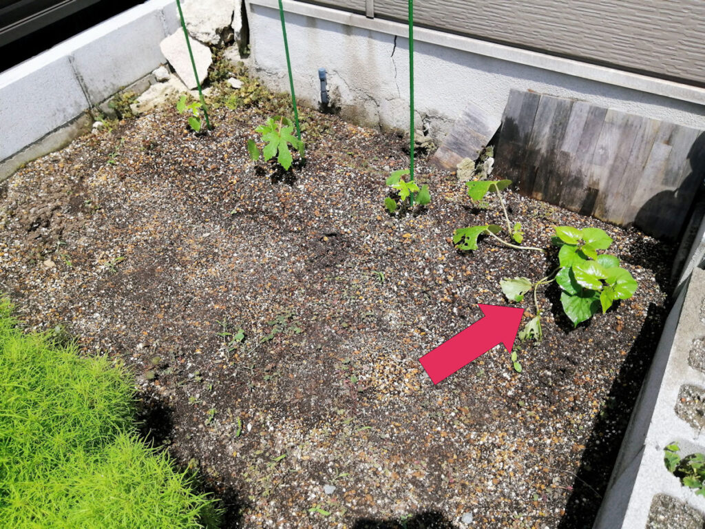畑のすみっこに植え付けた初年度のさつまいも苗