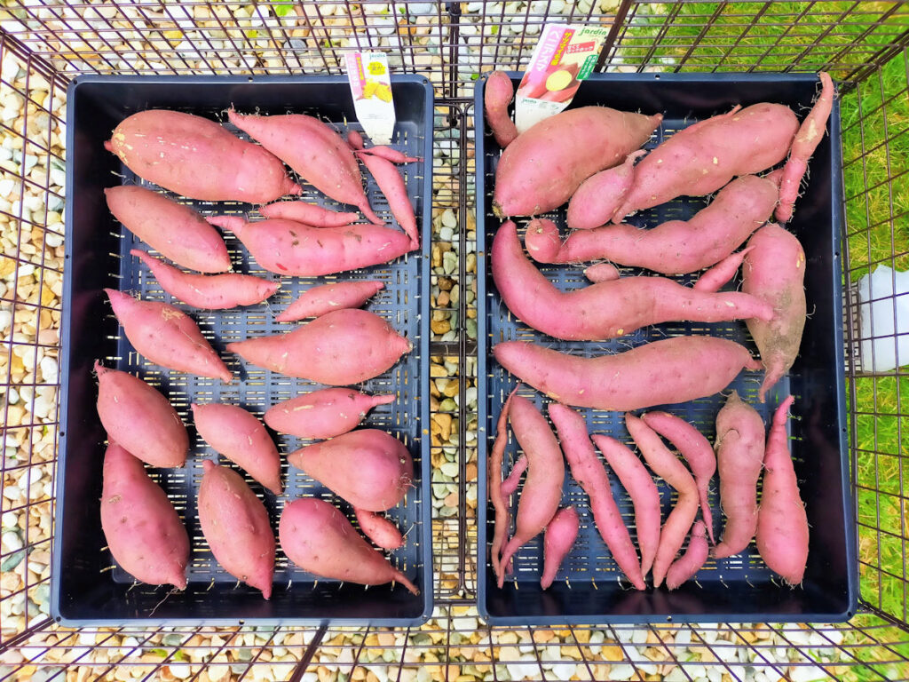 2021年に収穫した紅はるかと紅あずまと鳴門金時