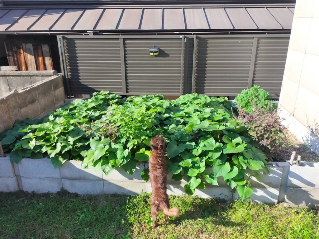 葉が生い茂った紅はるか畑とレオン
