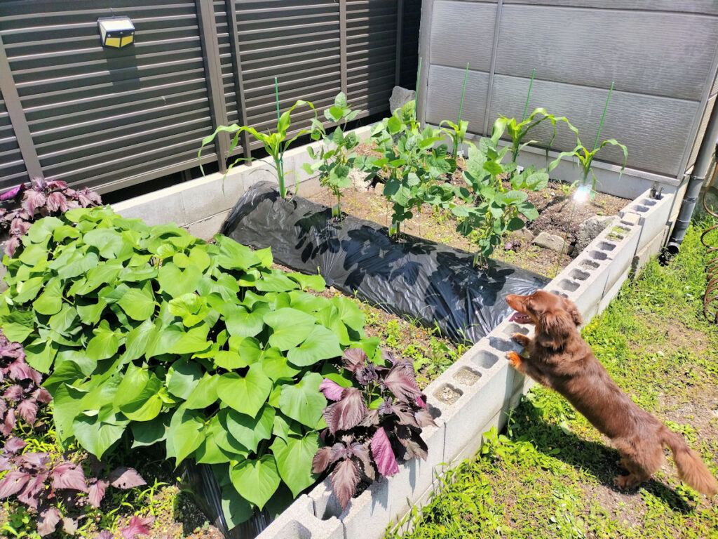 紅はるかの生育を見守るレオン菜園長