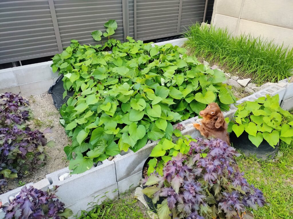葉が一面に広がった紅はるか畑とレオン