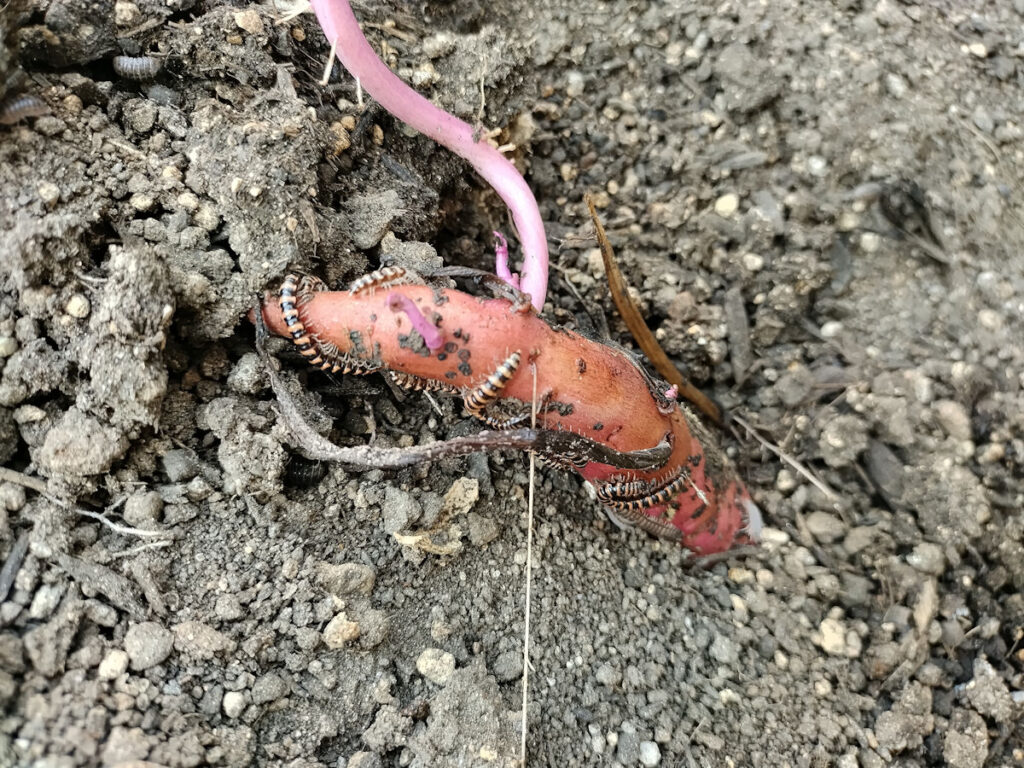紅はるかの一本に集まっていた幼虫