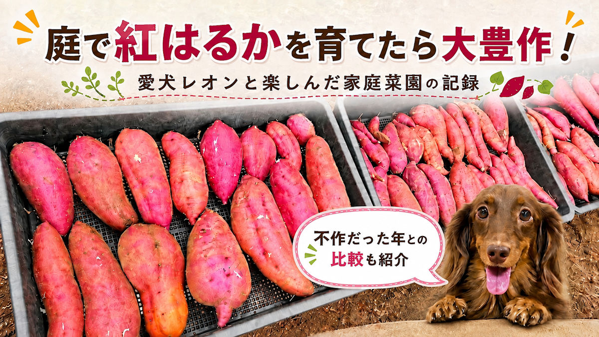 家庭菜園で収穫した紅はるかと愛犬レオン｜豊作年と不作年の比較記事アイキャッチ