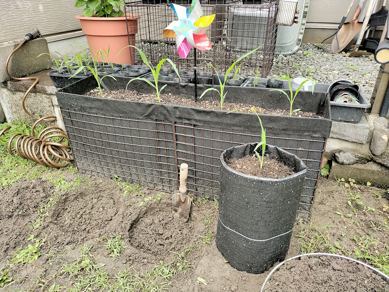 除草シートで手作りした底なし筒型プランター1個目