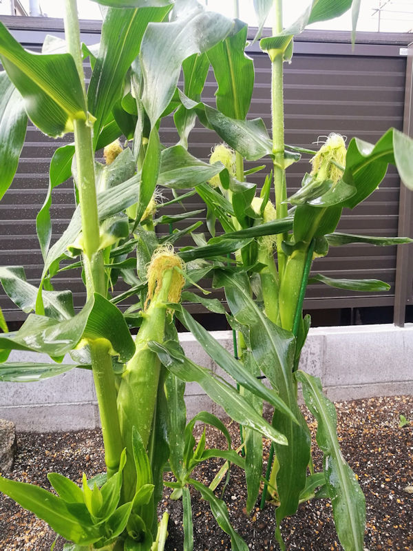 畑に植えた4株のとうもろこし