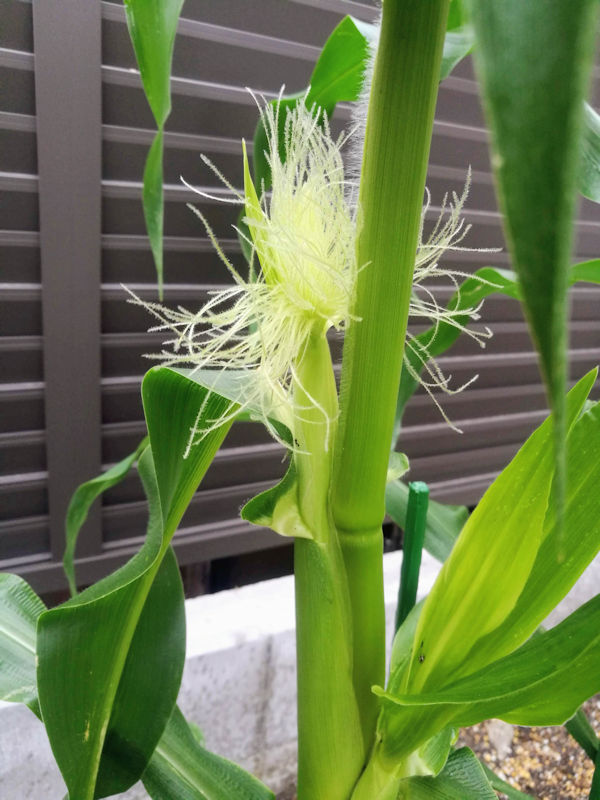とうもろこしの雌穂から出たヒゲ
