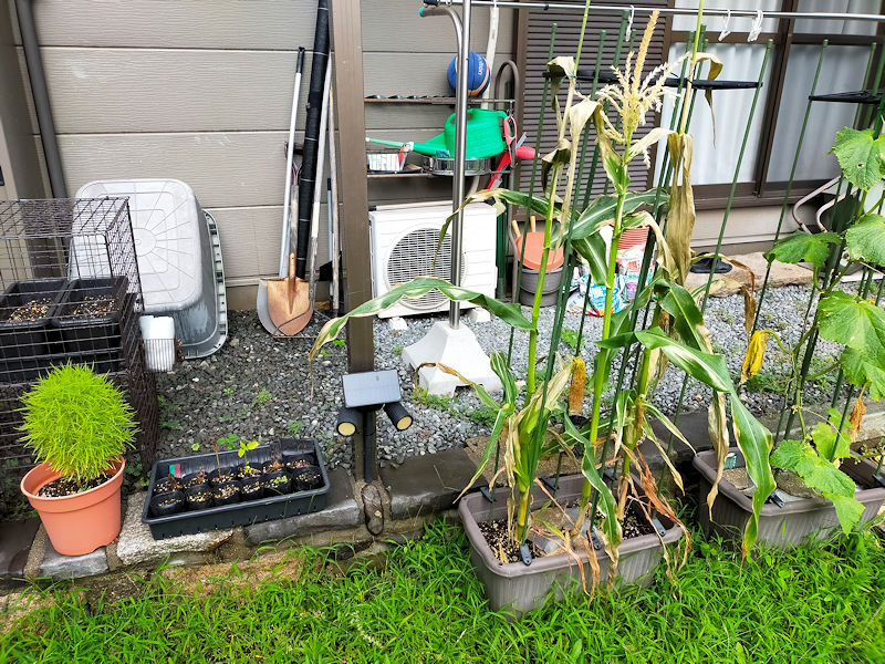 プランターで元気がなくなったとうもろこし