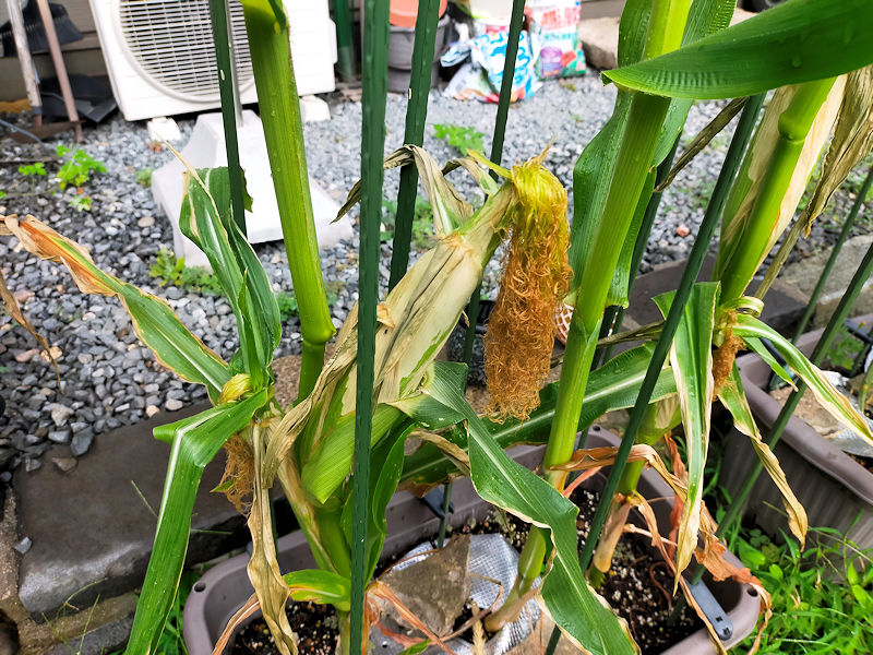 プランターで元気がなくなったとうもろこし