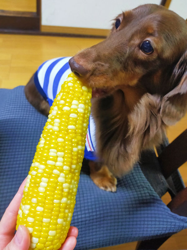 とうもろこしをかじるチョコタンダックス・レオン