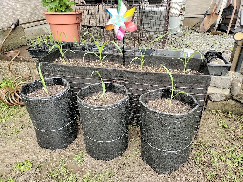 手作り不織布プランターに植え替えられたとうもろこし