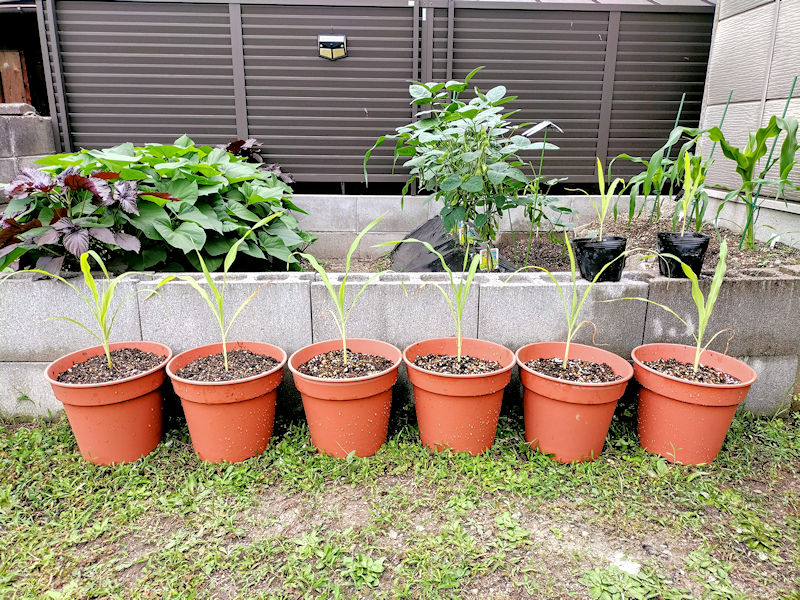 植木鉢に植え付けられたとうもろこし