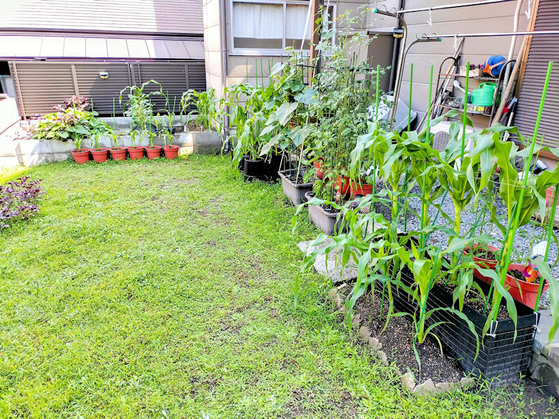 庭いっぱいに植えた25株のとうもろこし