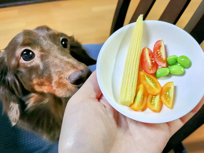 収穫したヤングコーンを早く食べたい愛犬レオン