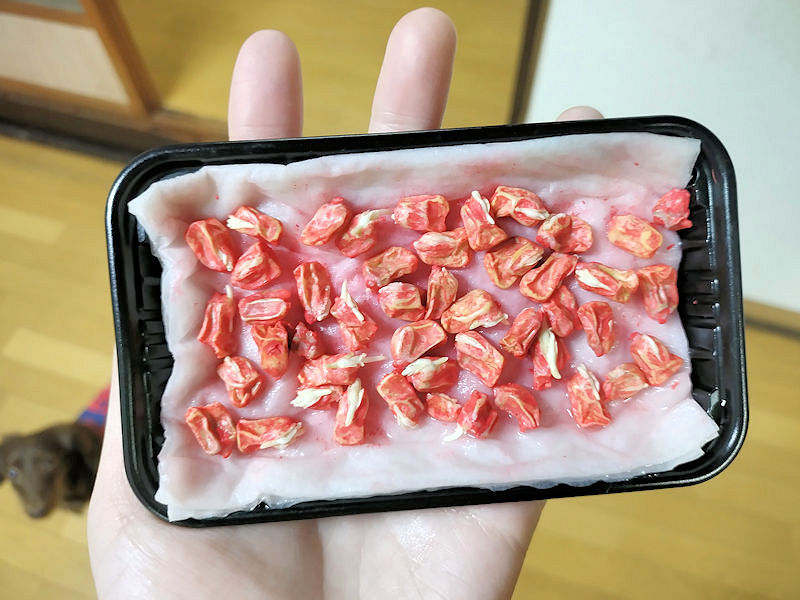 ゴールドラッシュのとうもろこしの発芽