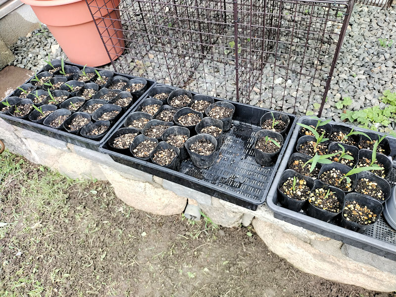 育苗ポットに植え付けられたゴールドラッシュ