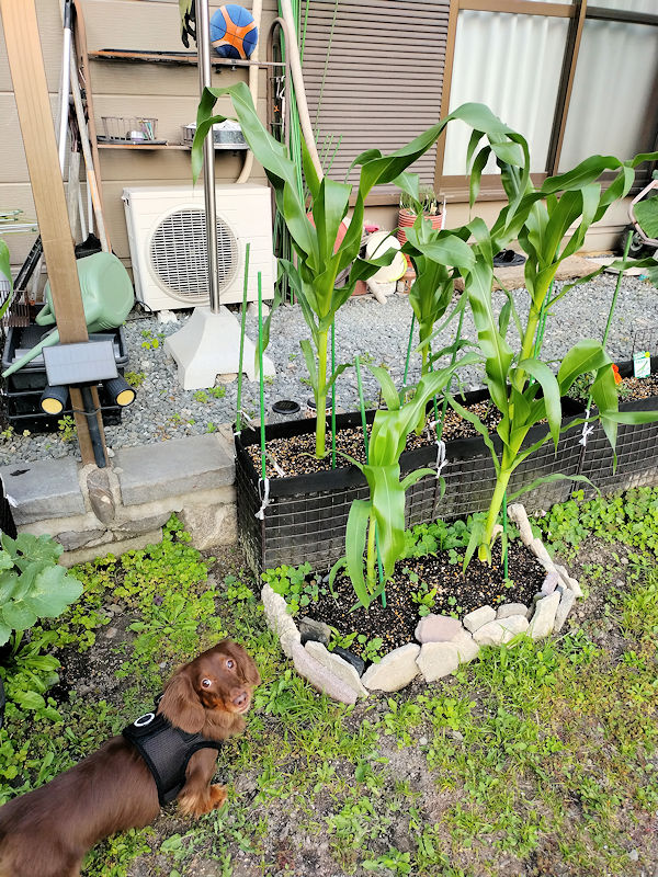 順調に育つとうもろこし