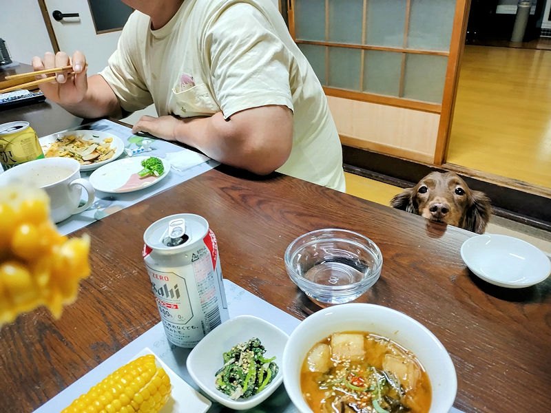食卓のとうもろこしを狙うチョコタンダックス・レオン