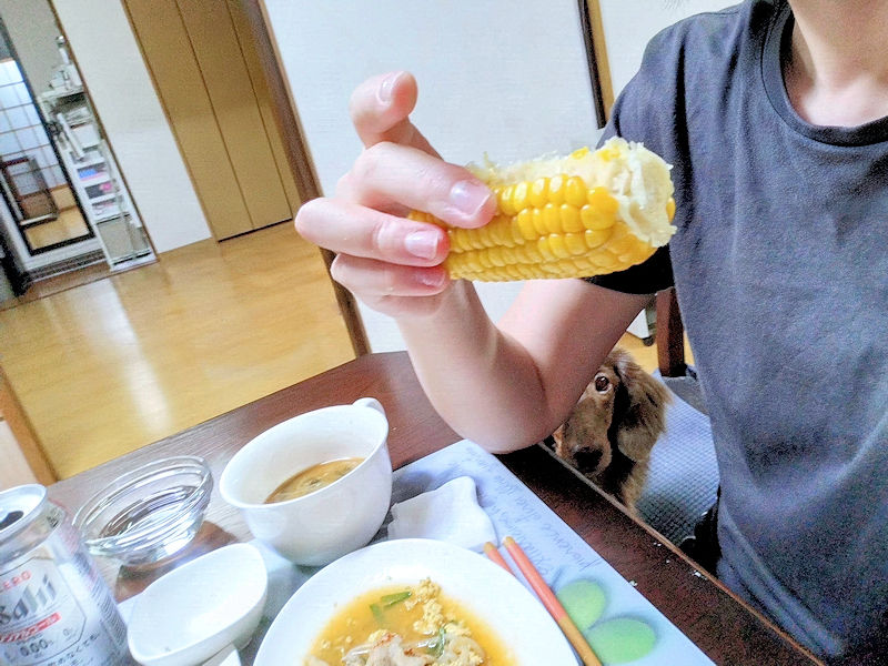 食卓のとうもろこしを狙うチョコタンダックス・レオン