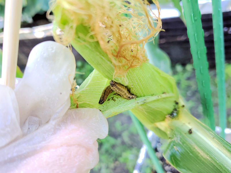 とうもろこしで見つけたアワノメイガの幼虫