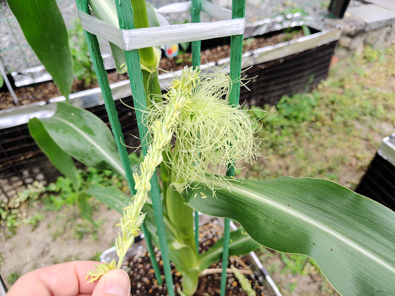 雄穂に残った花粉でとうもろこしを人工授粉している様子