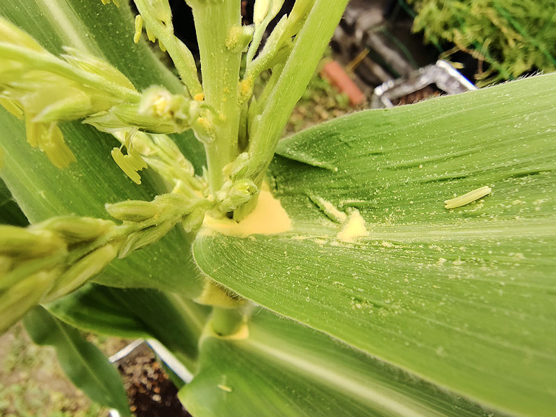 とうもろこしの雄穂から葉の上に落ちた花粉