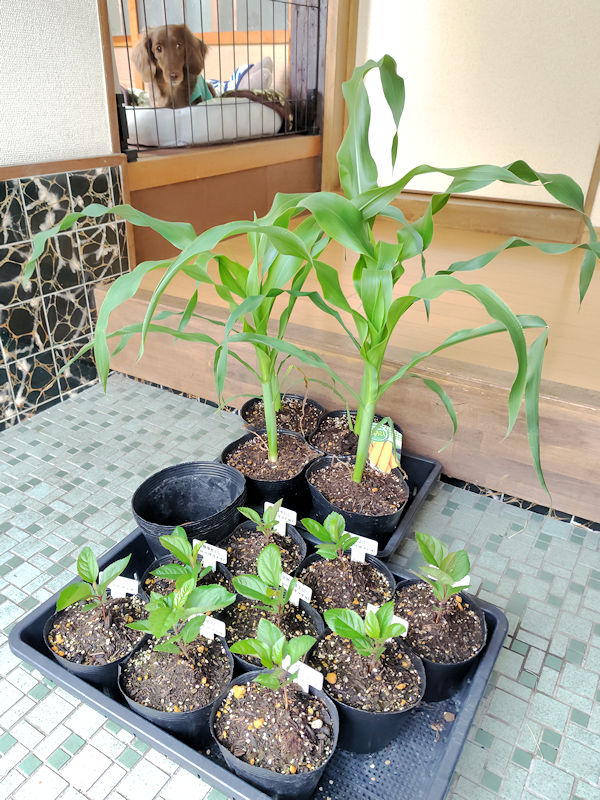 育苗ポットの中で大きくなりすぎたとうもろこし