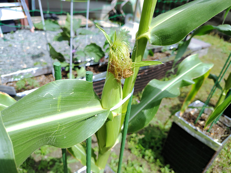 受粉後にヒゲが茶色くなってきたとうもろこし