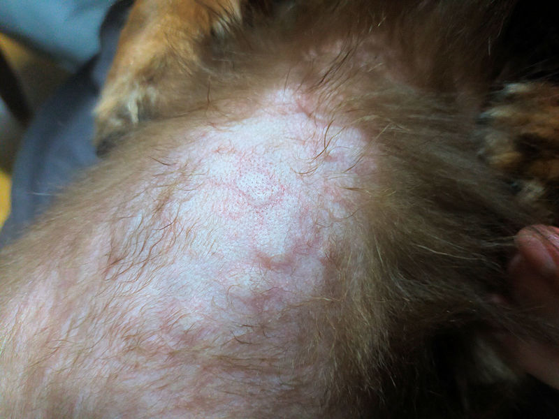 アレルギーのような症状でお腹に赤い発疹が出たミニチュアダックスフンドのレオン