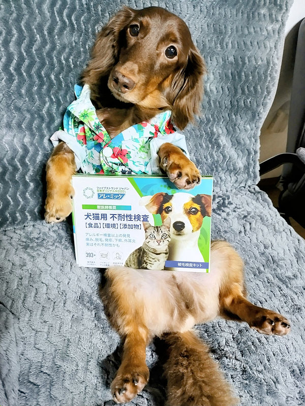 犬猫用不耐性検査アレミッケの箱を持つミニチュアダックスフンドのレオン