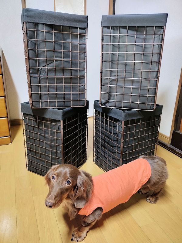 完成した4台の1株用底なし深型プランターとレオン