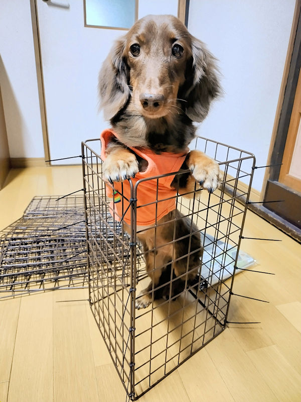 1株用の深型プランターの中に入るレオン