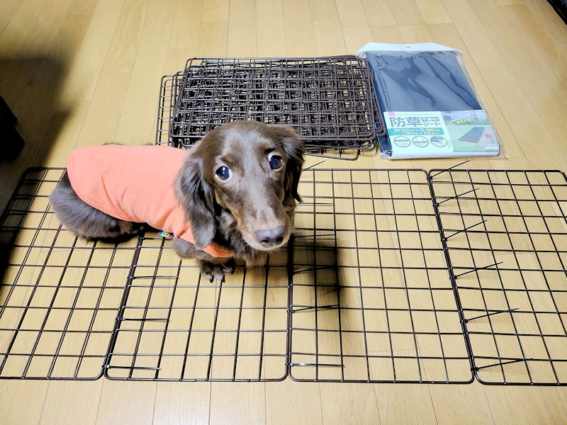 結束バンドで組んだワイヤーラティスの上に乗るレオン