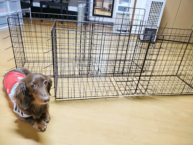 結束バンドで組み立てた大型ワイヤーネットプランターとレオン