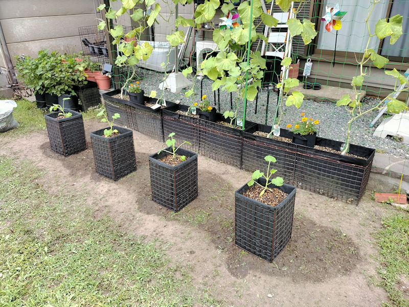 手作りの底なし深型プランターに植え付けたズッキーニ