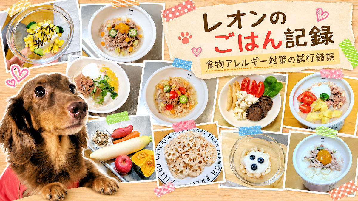 レオンのごはん記録│食物アレルギー対策の試行錯誤│いろんなごはんを見つめるチョコタン・ミニチュアダックスフンドのレオン