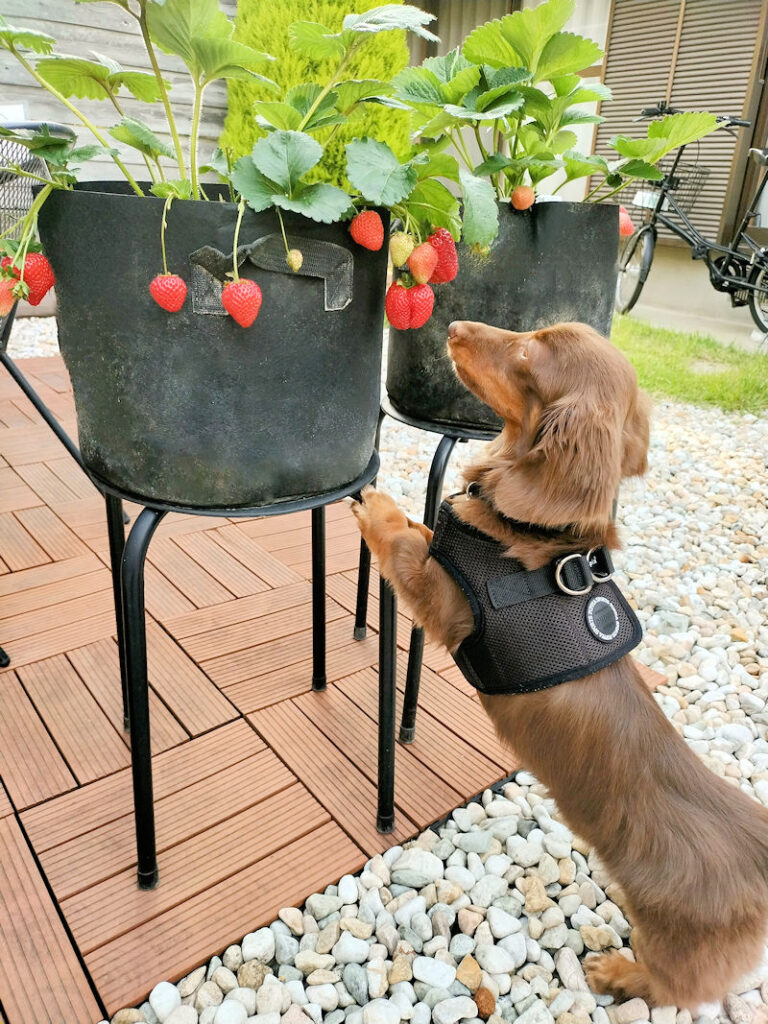 庭で育てたいちごを見つめるレオン