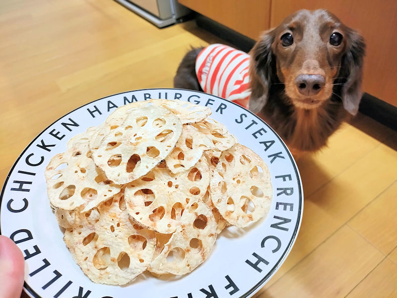 レンコンチップを見つめるレオン